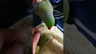 Antika Gallery satisfyingBirds care' ASMR That Makes You Calm Original Satisfying Videos