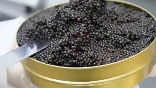 How Sturgeon Caviar are Made in Factories | HOW IT'S MADE