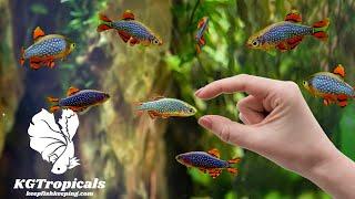 Tiny Fish For Tiny Aquariums, Shopping For Nano Aquarium Fish