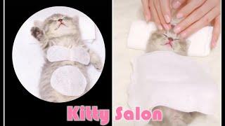 Kitty Salon - Super cute kitten baby cat having SPA treatment full service