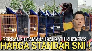 VIRAL KAN ! MURAI BATU KUALITAS HARGA BERSAING MURAH BUKAN DI PASAR BURUNG PRAMUKA