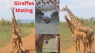 Giraffes Mating | Courtship behavior | Giraffe mating process |  Akagera National Park, Africa