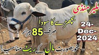 Karachi's Cattle Prices: The Countdown to Qurbani Begins