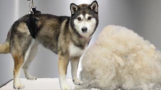 No-one wants to deal with this very difficult miniature Husky