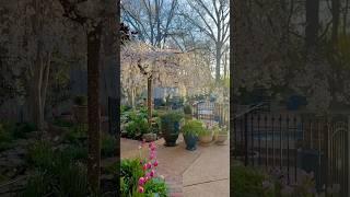 Weeping cherry tree on my patio. 2024 #spring #flowers