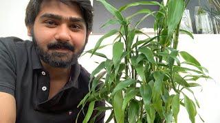 How to grow tall and bushy lucky bamboo | how to grow lucky bamboo in soil | how to propagate .