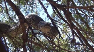 Huge rock python in a tree