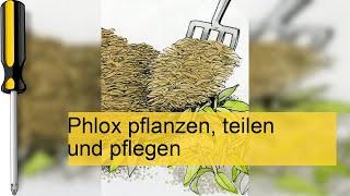 Phlox – die Flammenblume pflanzen, teilen, und pflegen