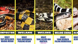 18 Spesies Ular Welang-Weling yang Belum Kamu Tahu