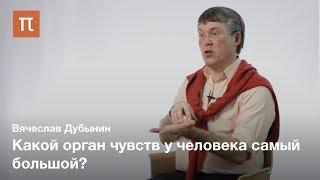 Мозг и кожная чувствительность — Вячеслав Дубынин