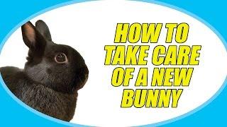 HOW TO TAKE CARE OF A NEW BUNNY!