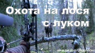 Охота на лося с луком на реву онлайн 2012-2013