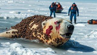 A mother polar bear injured by millions of barnacles was successfully rescued by Rescue Waves team