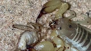 Scorpio maurus eating