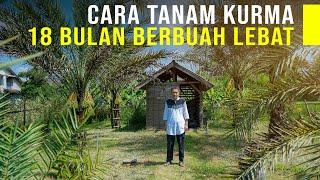 Tanam Kurma Berbuah Lebat Di Lahan Sempit Dan Panen Tiap Tahun