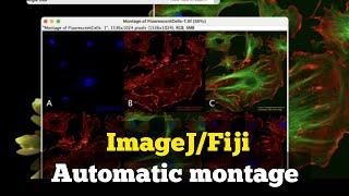 How to make automatic montage in Fiji | How to arrange microscope images in ImageJ #Magicmontage #