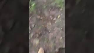 Clown sighted with axe gets shot in the middle of the woods (Unknown Location, USA)