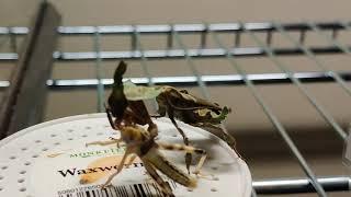 mantis feeding madness