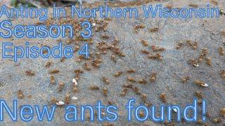 Anting in Northern Wisconsin S3 EP4: New Ants Found!