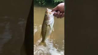 #countrymusic #fishing #creekbass