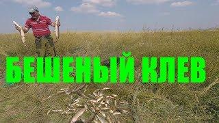 БЕШЕНЫЙ КЛЕВ НА КАМЕНСКОМ!!!