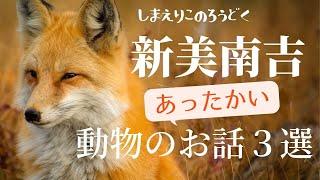 【お休み前の朗読】新美南吉動物のあったかい短編「二ひきの蛙/狐のつかい/がちょうのたんじょうび」【フリーアナウンサーしまえりこ】