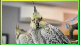 This Will Make Your Bird Happy The Bird Sanctuary | 2hrs of Singing