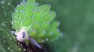Leaf Sheep: Adorable Sea Slug Eats So Much Algae It Can Photosynthesize