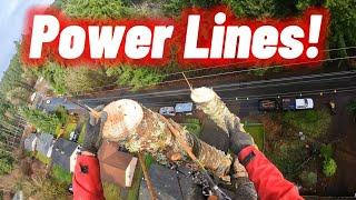 Sketchy Tree Removal Near Houses & Power Lines!