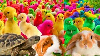 Ayam Lucu, ayam warna warni, ayam rainbow, kelinci lucu, bebek lucu, ikan koi, Hewan Lucu