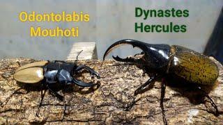 Ep.33 Odontolabis Mouhoti vs Dynastes Hercules. Stag beetle vs rhino beetle battle.