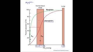 Myoglobin's high O2 affinity