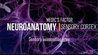 Part 13 : Cerebrum - Functional cortex - Sensory association area & Wernick's area  | Neuroanatomy