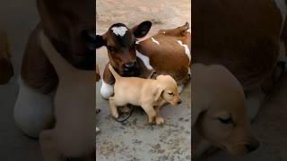 cute puppies with a cute little baby cow #cow #puppy #puppies #cutecow #cuteanimals #youtubeshorts