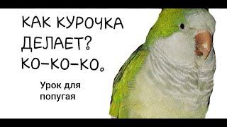 КАК КУРОЧКА ДЕЛАЕТ? КО-КО-КО!  УРОК ДЛЯ ОБУЧЕНИЯ ПОПУГАЯ ГОВОРИТЬ.