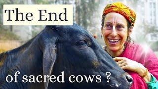German women protects Vrindavan bulls