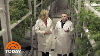 How CBD Is Extracted From Cannabis | TODAY