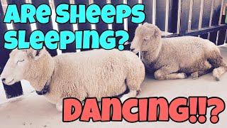 sheeps keeping rhythm! lovely @Mother Farm Tokyo Japan Aug.3.2019