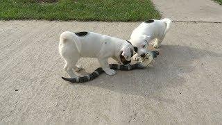 Jack Russell Terrier Puppies Take on Robot Cobra