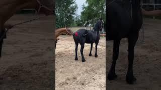 krycie koni zimnokrwistych horse cute animals 29 oct, 2022 , New horse vlog 168
