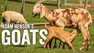 My Guide to Keeping Goats - Things to Know Before You Buy! - Adam Henson - EP8