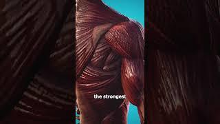 The Strongest Muscle In Your Body  (not what you think)