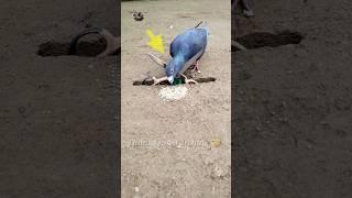 Pigeon trap | bird trap | Part 1 #shorts #youtubeshorts #ytshorts