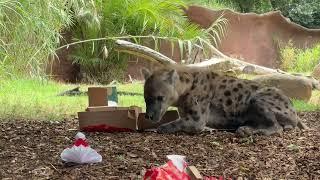 Animals at Perth Zoo Unwrap Christmas Treats