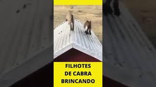 Video De Animais - Filhotes De Cabra Se Divertindo -  video de animais fazendo graça  #shorts