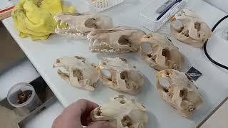 Processing Animal Skulls; Cleaning, De-greasing, Whitening Beaver, Otter, Coyote, etc.