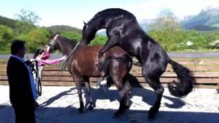 Horse Mating – Life of a Horses Part # 2