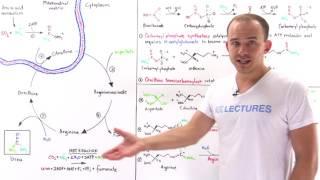 Urea cycle