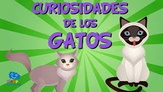 Curiosidades de los Gatos | Videos Educativos para Niños.