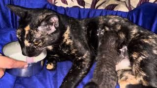 Mother cat Feeding her cutest tribe kittens 